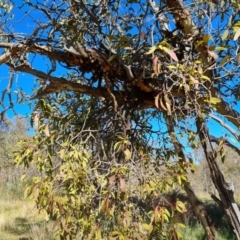 Muellerina eucalyptoides (Creeping Mistletoe) at O'Malley, ACT - 24 Oct 2023 by Mike