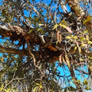 Muellerina eucalyptoides at O'Malley, ACT - 25 Oct 2023