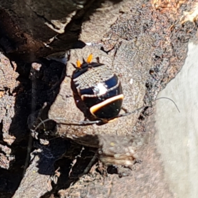 Ellipsidion australe (Austral Ellipsidion cockroach) at O'Malley, ACT - 25 Oct 2023 by Mike