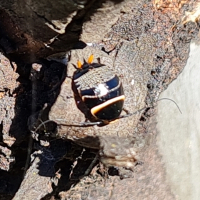 Ellipsidion australe (Austral Ellipsidion cockroach) at O'Malley, ACT - 24 Oct 2023 by Mike