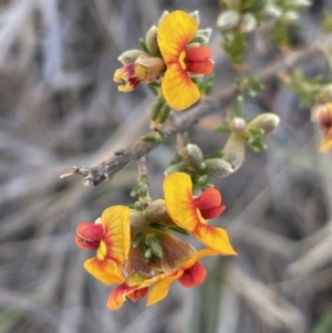 Dillwynia sericea at Bendoura, NSW - 25 Oct 2023