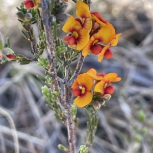 Dillwynia sericea at Bendoura, NSW - 25 Oct 2023