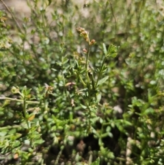 Gonocarpus tetragynus (Common Raspwort) at Captains Flat, NSW - 26 Oct 2023 by Csteele4