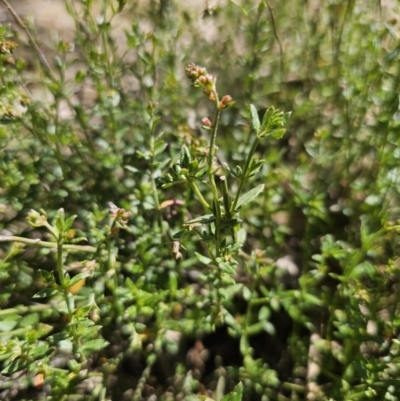 Gonocarpus tetragynus (Common Raspwort) at Captains Flat, NSW - 26 Oct 2023 by Csteele4