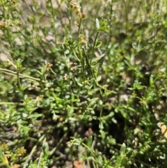 Gonocarpus tetragynus at Captains Flat, NSW - 26 Oct 2023