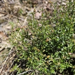 Gonocarpus tetragynus at Captains Flat, NSW - 26 Oct 2023