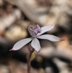 Caladenia moschata (Musky Caps) at Captains Flat, NSW - 26 Oct 2023 by Csteele4