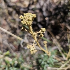 Astrotricha ledifolia (Common Star-hair) at Captains Flat, NSW - 26 Oct 2023 by Csteele4