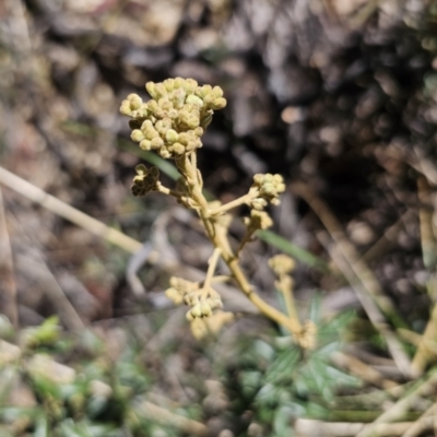 Astrotricha ledifolia (Common Star-hair) at Captains Flat, NSW - 26 Oct 2023 by Csteele4