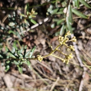 Astrotricha ledifolia at Captains Flat, NSW - 26 Oct 2023