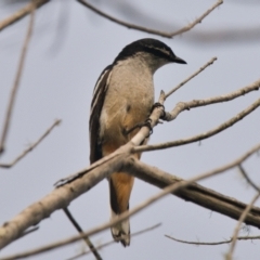 Lalage leucomela (Varied Triller) at Brunswick Heads, NSW - 23 Oct 2023 by macmad