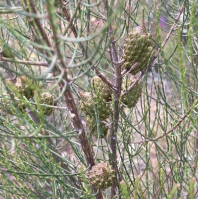 Allocasuarina muelleriana (Kangaroo Island Oak-bush) at Stawell, VIC - 13 Oct 2023 by AnneG1