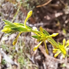 Pimelea curviflora var. sericea (Curved Riceflower) at Mount Majura - 26 Oct 2023 by abread111