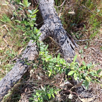 Pyracantha angustifolia (Firethorn, Orange Firethorn) at Majura, ACT - 26 Oct 2023 by abread111