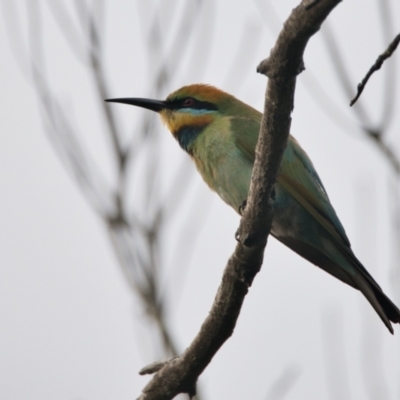 Merops ornatus (Rainbow Bee-eater) at Brunswick Heads, NSW - 23 Oct 2023 by macmad