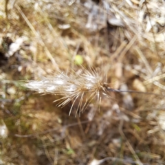 Cynosurus echinatus (Rough Dog's Tail Grass) at Majura, ACT - 26 Oct 2023 by abread111