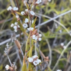 Leucopogon virgatus (Common Beard-heath) at Bendoura, NSW - 25 Oct 2023 by JaneR