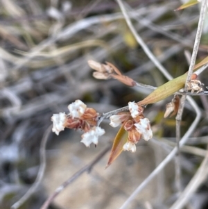 Leucopogon virgatus at Bendoura, NSW - 25 Oct 2023