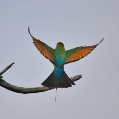 Merops ornatus (Rainbow Bee-eater) at Brunswick Heads, NSW - 23 Oct 2023 by macmad