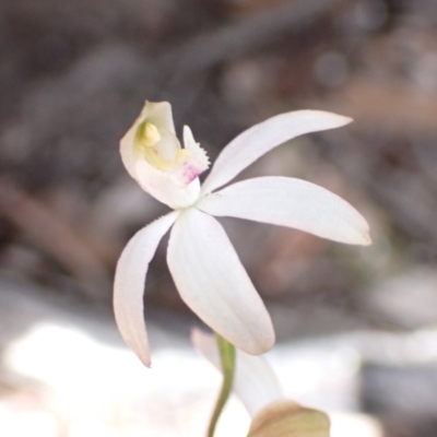 Caladenia moschata (Musky Caps) at Bellfield, VIC - 16 Oct 2023 by AnneG1