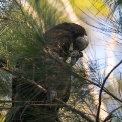 Calyptorhynchus lathami lathami (Glossy Black-Cockatoo) at Brunswick Heads, NSW - 23 Oct 2023 by macmad