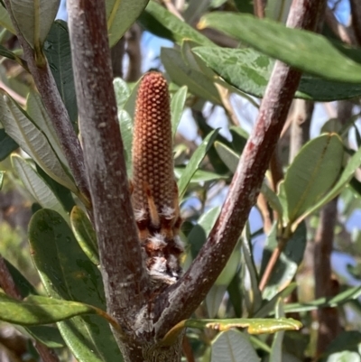 Banksia marginata (Silver Banksia) at Bellfield, VIC - 16 Oct 2023 by AnneG1