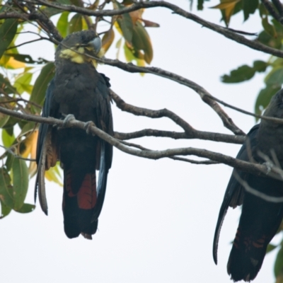 Calyptorhynchus lathami (Glossy Black-Cockatoo) at Brunswick Heads, NSW - 22 Oct 2023 by macmad