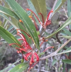 Grevillea dimorpha (Flame Grevillea) at Halls Gap, VIC - 16 Oct 2023 by AnneG1