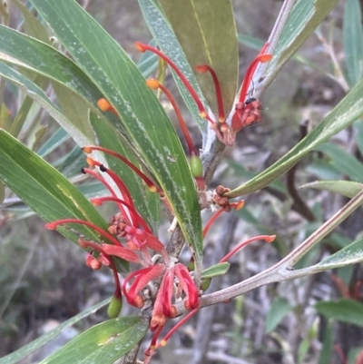 Grevillea dimorpha (Flame Grevillea) at Halls Gap, VIC - 16 Oct 2023 by AnneG1