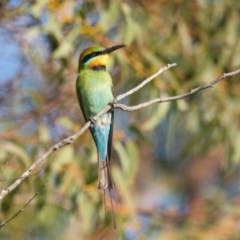 Merops ornatus (Rainbow Bee-eater) at Brunswick Heads, NSW - 22 Oct 2023 by macmad