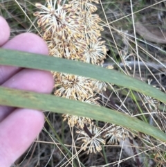 Lomandra multiflora (Many-flowered Matrush) at Canberra Central, ACT - 26 Oct 2023 by JimL