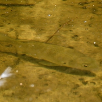 Unidentified Fish at Brunswick Heads, NSW - 19 Oct 2023 by macmad