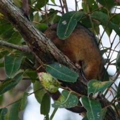 Pseudocheirus peregrinus (Common Ringtail Possum) at Brunswick Heads, NSW - 22 Oct 2023 by macmad