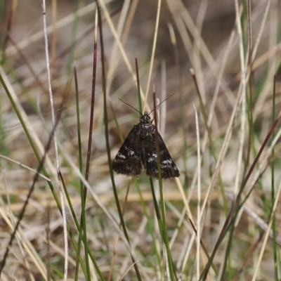 Heliothela (genus) (A P:yraloid moth (Heliotheliinae subf.)) at Cotter River, ACT - 19 Oct 2023 by RAllen