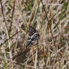 Heliothela (genus) at Cotter River, ACT - 20 Oct 2023