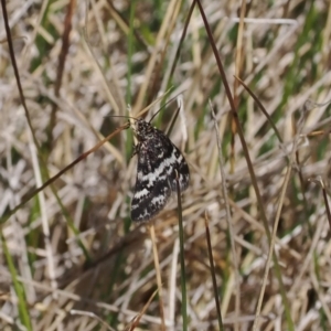 Heliothela (genus) at Cotter River, ACT - 20 Oct 2023