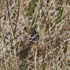 Heliothela (genus) at Cotter River, ACT - 20 Oct 2023