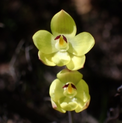 Thelymitra antennifera (Vanilla Orchid, Lemon-scented Sun Orchid) at Zumsteins, VIC - 19 Oct 2023 by AnneG1