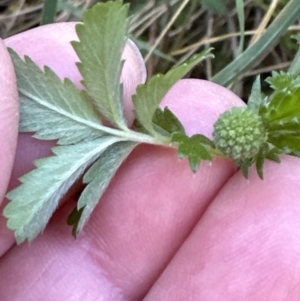 Acaena novae-zelandiae at Aranda, ACT - 26 Oct 2023