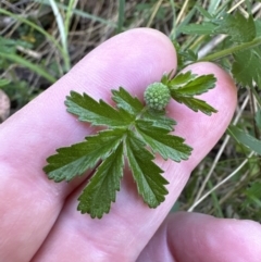 Acaena novae-zelandiae at Aranda, ACT - 26 Oct 2023