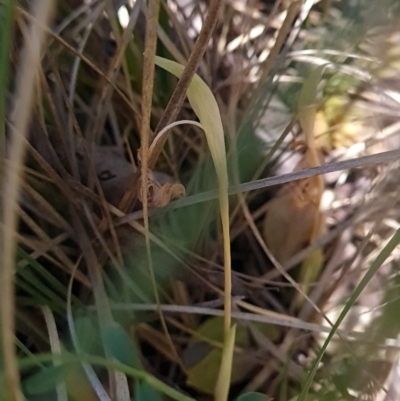 Pterostylis nutans (Nodding Greenhood) at Aranda Bushland - 25 Oct 2023 by WalkYonder
