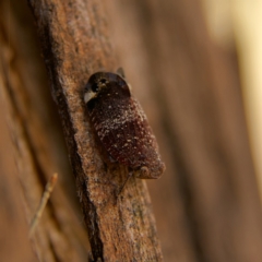 Platybrachys decemmacula (Green-faced gum hopper) at Higgins, ACT - 24 Oct 2023 by Trevor