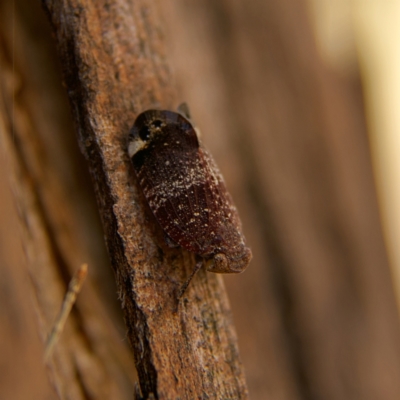 Platybrachys decemmacula (Green-faced gum hopper) at Higgins, ACT - 24 Oct 2023 by MichaelWenke