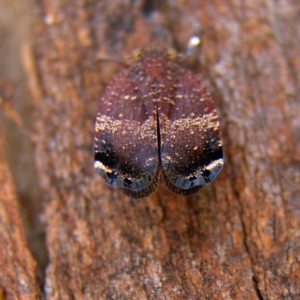 Platybrachys decemmacula at Higgins, ACT - 24 Oct 2023