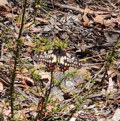Papilio anactus (Dainty Swallowtail) at Aranda Bushland - 26 Oct 2023 by WalkYonder