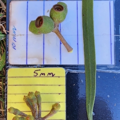 Eucalyptus stricta (Blue Mountains Mallee Ash) at Curtin, ACT - 26 Oct 2023 by Steve818