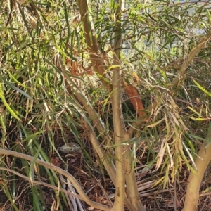 Eucalyptus stricta at Curtin, ACT - 26 Oct 2023