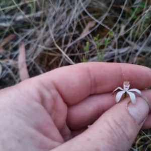 Caladenia moschata at Bungendore, NSW - 26 Oct 2023