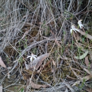 Caladenia moschata at Bungendore, NSW - 26 Oct 2023