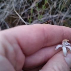 Caladenia moschata at Bungendore, NSW - 26 Oct 2023